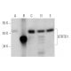 QTRTD1 Antibody (E-4) - Western Blotting - Image 351712 