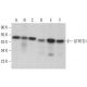 QTRTD1 Antibody (E-4) - Western Blotting - Image 378439