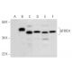 QTRTD1 Antibody (G-5) - Western Blotting - Image 295959