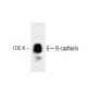 R-cadherin Antibody (48) - Western Blotting - Image 60423