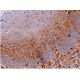 immunohistochemistry image from recommended R-cadherin (D-9) monoclonal antibody replacement. Image 368919