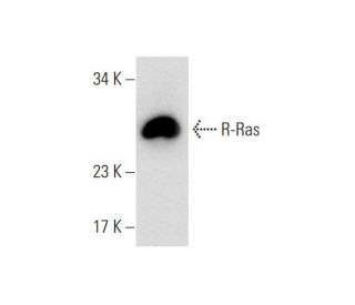 western blotting image from recommended R-Ras (C-8) monoclonal antibody replacement. Image 70286