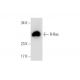 western blotting image from recommended R-Ras (C-8) monoclonal antibody replacement. Image 70286