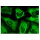 R1 Antibody (A-10) - Immunofluorescence - Image 293776 