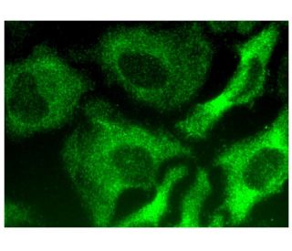 R1 Antibody (E-7) - Immunofluorescence - Image 293779 