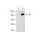 R1 Antibody (E-7) - Western Blotting - Image 284426