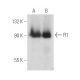 R1 Antibody (E-7) - Western Blotting - Image 389384 