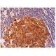 immunohistochemistry image from recommended R1 (A-10) monoclonal antibody replacement. Image 293700