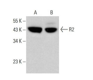 R2 Antibody (A-5) - Western Blotting - Image 380317 