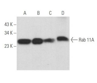 western blotting image from recommended Rab 11A (A-6) monoclonal antibody replacement. Image 357487