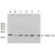 Rab 11A Antibody (7C10) - Western Blotting - Image 380816 
