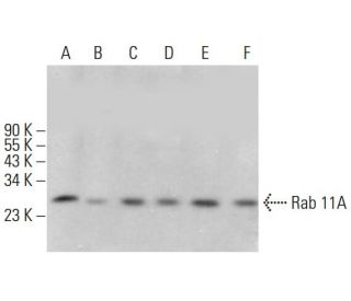 Rab 11A Antibody (7C10) - Western Blotting - Image 380816