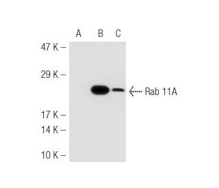 Rab 11A Antibody (7C10) - Western Blotting - Image 46705