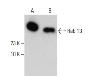 western blotting image from recommended Rab 13 (8E8E2) monoclonal antibody replacement. Image 384233