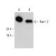 western blotting image from recommended Rab 13 (8E8E2) monoclonal antibody replacement. Image 384233