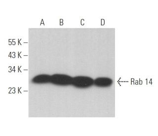 Rab 14 Antibody (D-5) - Western Blotting - Image 363394