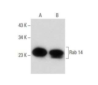 Rab 14 Antibody (D-5) - Western Blotting - Image 133173