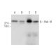 Rab 18 Antibody (D-5) - Western Blotting - Image 292932