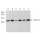 Rab 18 Antibody (D-5) - Western Blotting - Image 373555 