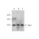 Este anticorpo policlonal foi descontinuado. Consulta o nosso anticorpo monoclonal <a href="rab-1-antibody-e-8">Rab 1 (E-8)</a> recomendado (dados de amostra apresentados). western blotting image from recommended Rab 1 (E-8) monoclonal antibody replacement. Image 345901