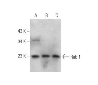 western blotting image from recommended Rab 1 (E-8) monoclonal antibody replacement. Image 345901
