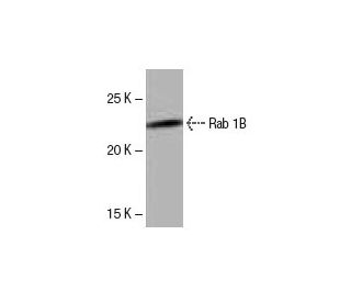 Rab 1B Antibody (LD-S3) - Western Blotting - Image 53974