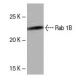 Rab 1B Antibody (LD-S3) - Western Blotting - Image 53974