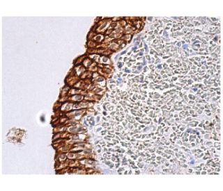 Rab 2 Antibody (A-8) - Immunohistochemistry - Image 157330 