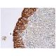 Rab 2 Antibody (A-8) - Immunohistochemistry - Image 157330 