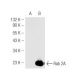 Rab 2 Antibody (A-8) - Western Blotting - Image 46674