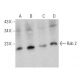 Rab 2 Antibody (G-9) - Western Blotting - Image 359419 