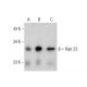 Rab 23 Antibody (427CT2.1.1) - Western Blotting - Image 384242
