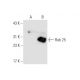 Rab 25 Antibody (D-7) - Western Blotting - Image 66208