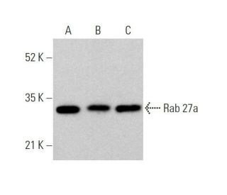 western blotting image from recommended Rab 27a (E-8) monoclonal antibody replacement. Image 359680