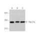 western blotting image from recommended Rab 27a (E-8) monoclonal antibody replacement. Image 359680