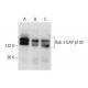 Rab 3 GAP p130 Antibody (B-8) - Western Blotting - Image 303911 