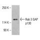 Anticorps Rab 3 GAP p130 (B-8): sc-398354. Analyse par Western blot de l'expression de Rab 3 GAP p130 dans un lysat cellulaire complet de K-562. Réactif de détection utilisé: m-IgG Fc BP-HRP: sc-525409. Rab 3 GAP p130 Antibody (B-8) - Western Blotting - Image 415437