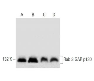 Rab 3 GAP p130 Antibody (G-3) - Western Blotting - Image 296288 