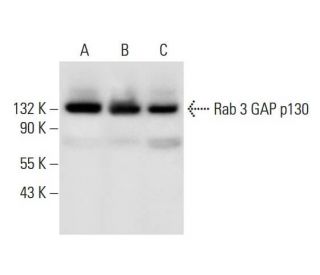 Rab 3 GAP p130 Antibody (G-5) - Western Blotting - Image 297935 