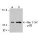 Rab 3 GAP p130 Antibody (H-1) - Western Blotting - Image 415274