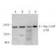 Rab 3 GAP p150 Antibody (B-9) - Western Blotting - Image 374902
