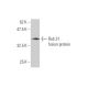Rab 31 Antibody (4D12) - Western Blotting - Image 349518