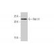 Rab 31 Antibody (4D12) - Western Blotting - Image 352181 