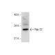 Rab 32 Antibody (B-11) - Western Blotting - Image 286889 