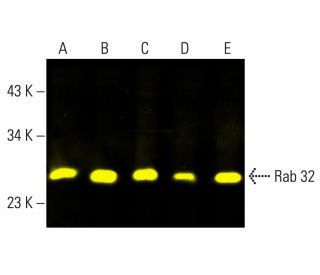 Rab 32 Antibody (B-4) - Western Blotting - Image 404183