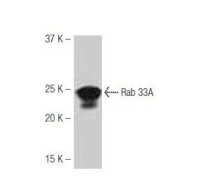 Rab 33A Antibody (EA-65) - Western Blotting - Image 53933