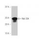Rab 33A Antibody (EA-65) - Western Blotting - Image 53933