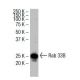 Rab 33B Antibody (RR-3) - Western Blotting - Image 33571