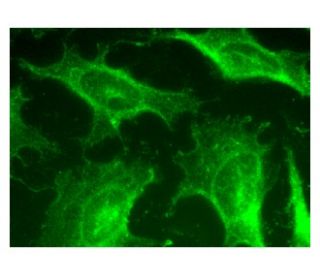 Anti-Rab 34 Antibody (C-5) | SCBT - Santa Cruz Biotechnology