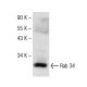 Rab 34 Antibody (E-10) - Western Blotting - Image 147343 
